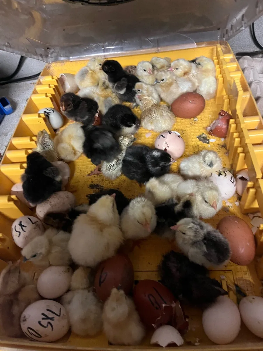 Pure bred Chicks - Image 1