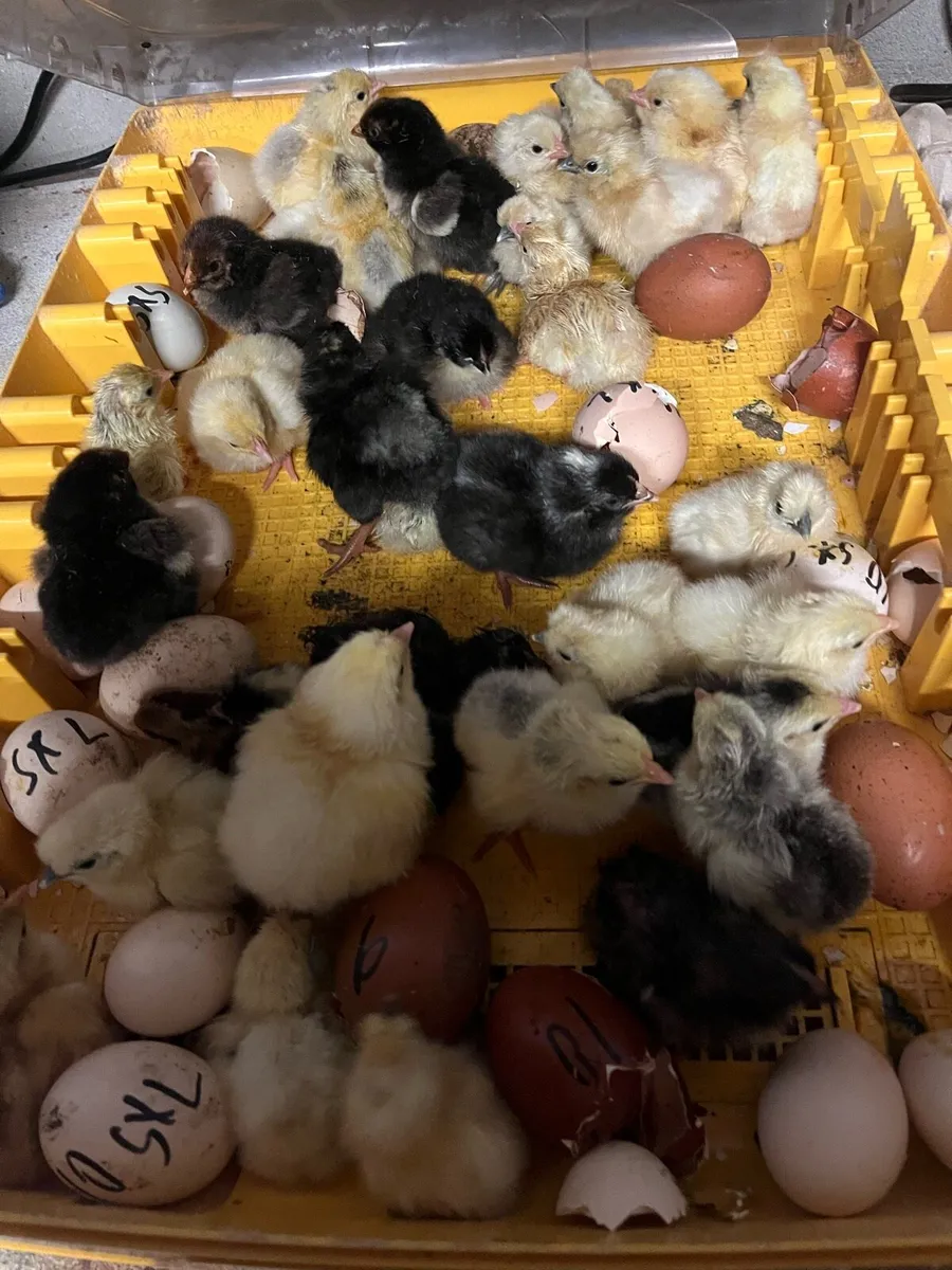 Pure bred Chicks - Image 2