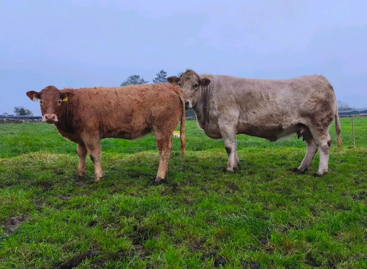 Weanling heifers - Image 4