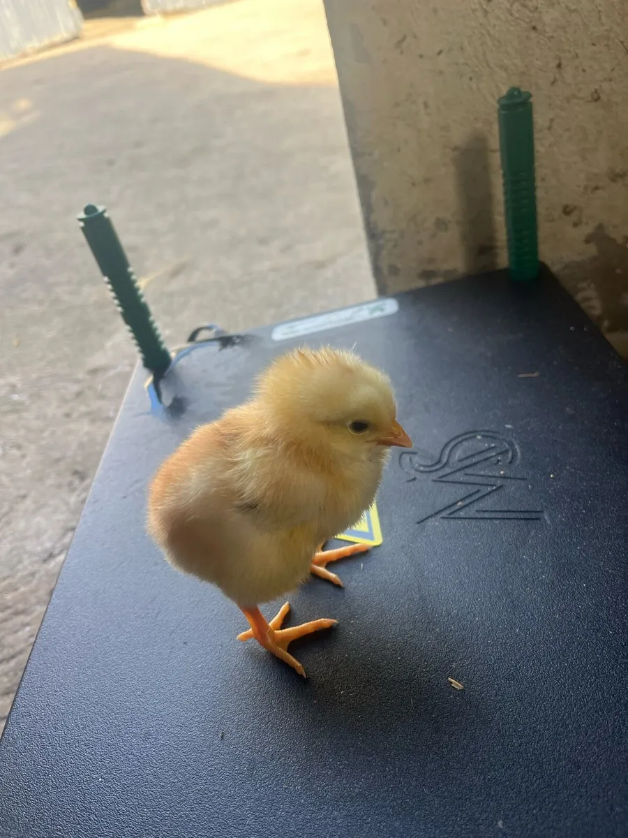 Pure bred Chicks - Image 3