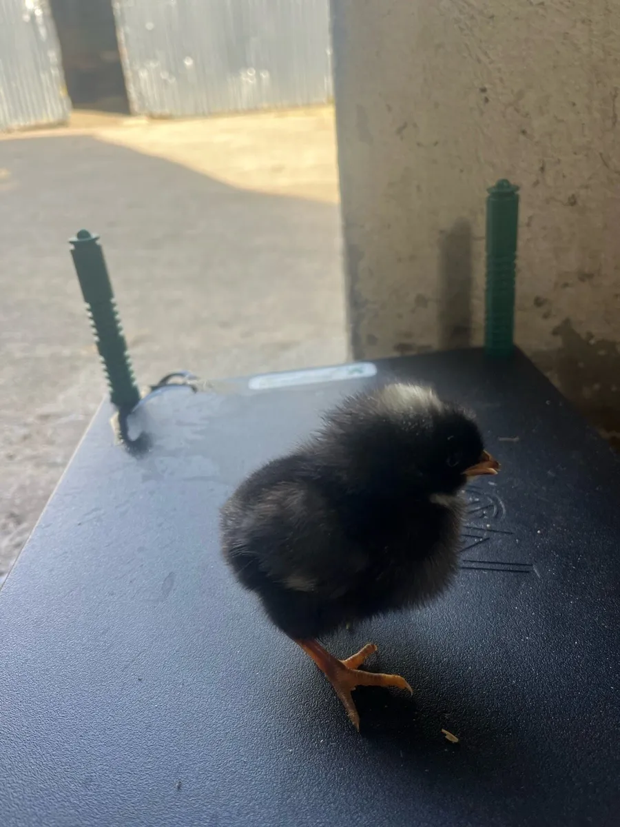 Pure bred Chicks - Image 4