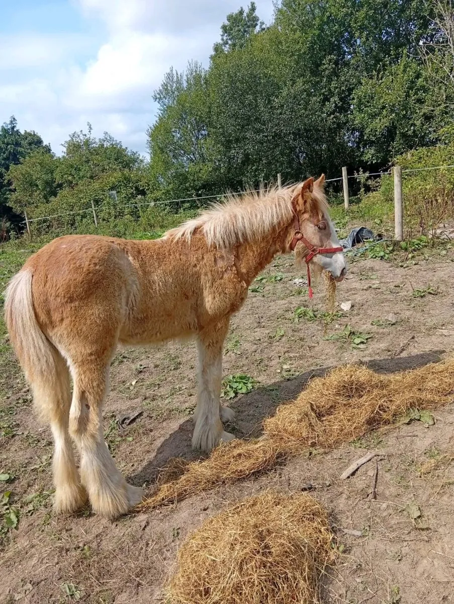 Cob filly foal - Image 1