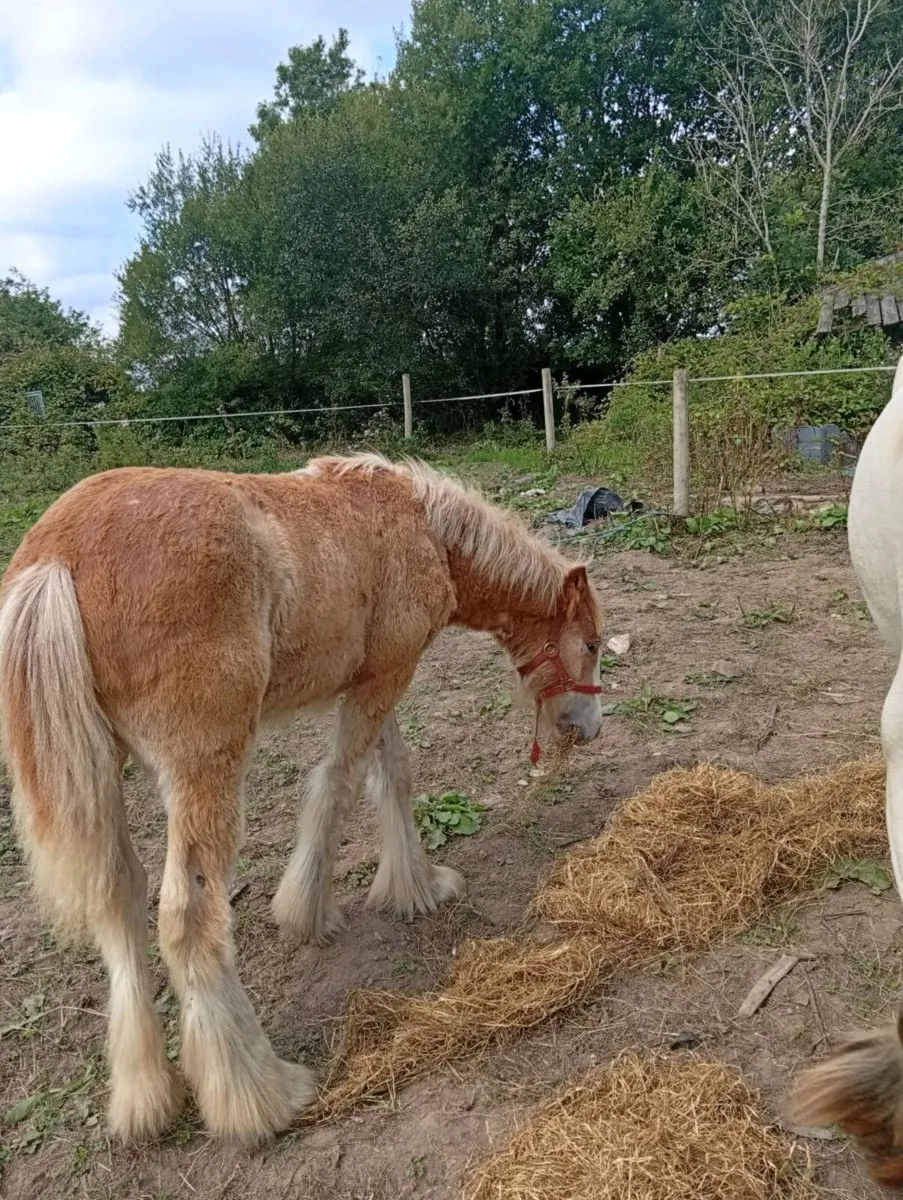 Cob filly foal - Image 2
