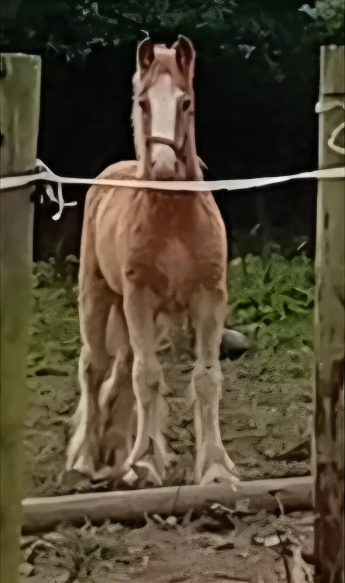 Cob filly foal - Image 3