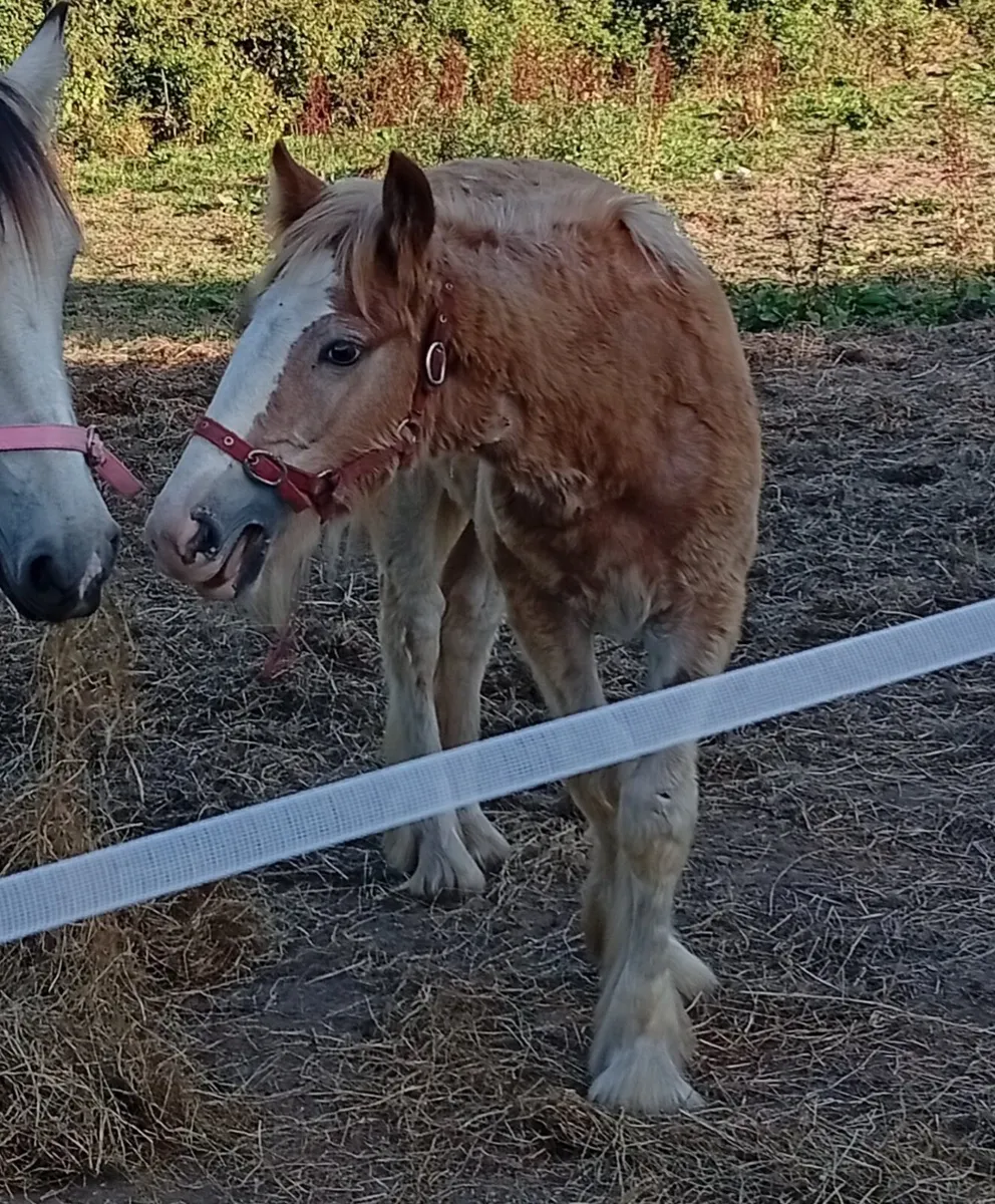Cob filly foal - Image 4
