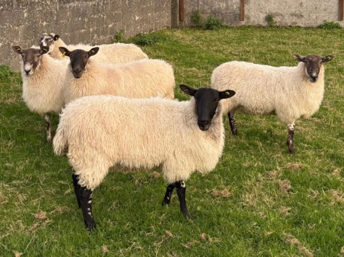 MULE EWE HOGGETS - Image 2
