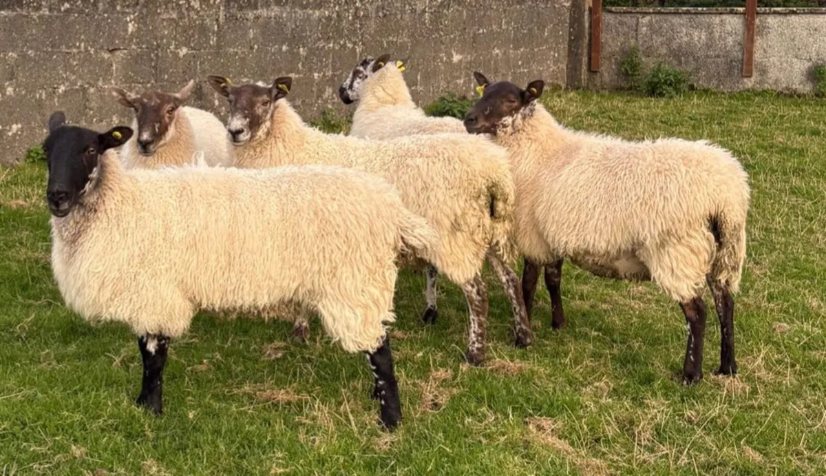 MULE EWE HOGGETS - Image 3