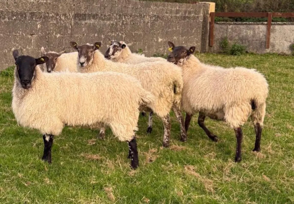 MULE EWE HOGGETS - Image 1