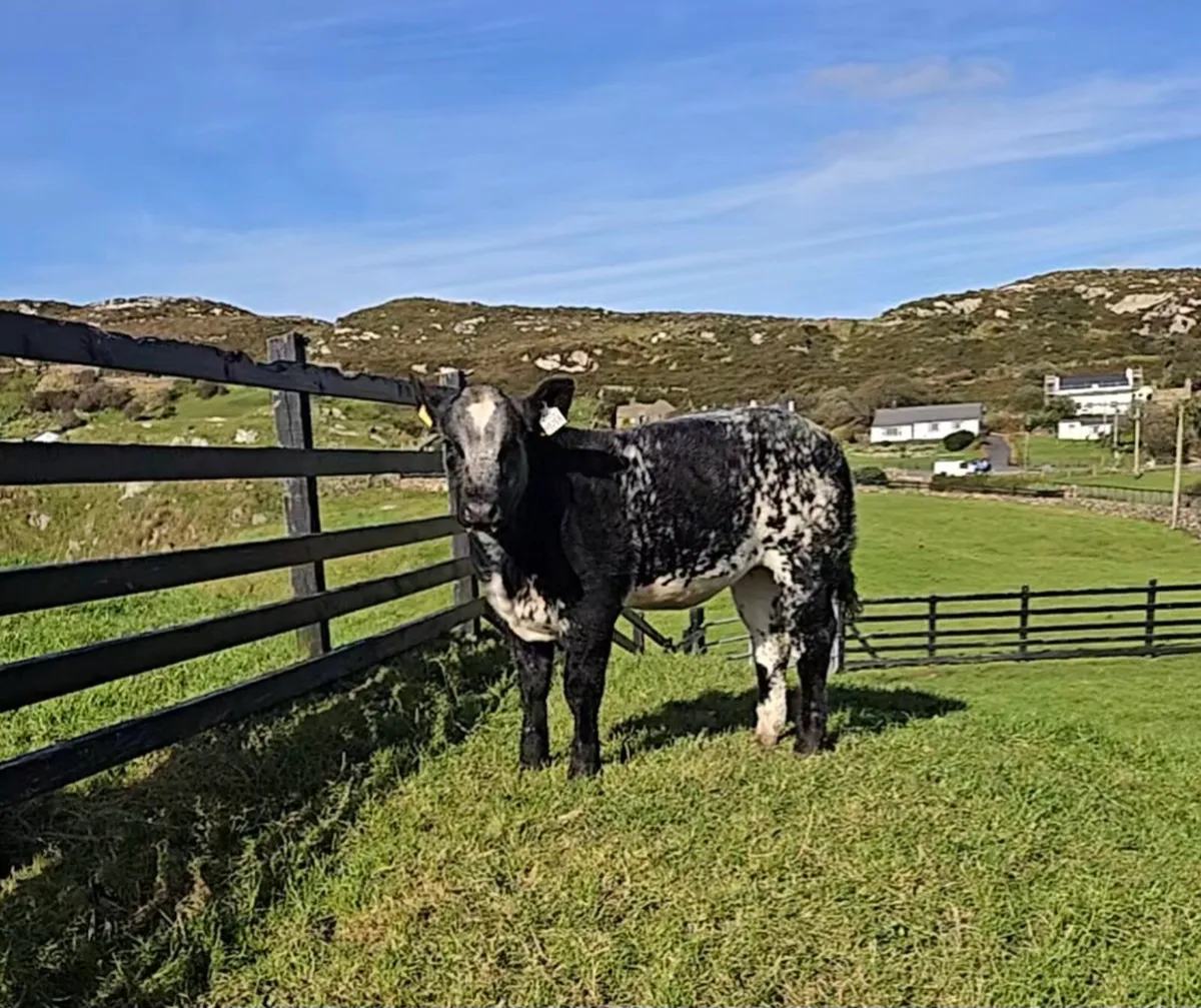 ⭐️Serious BBX Heifer Calf⭐️ - Image 4