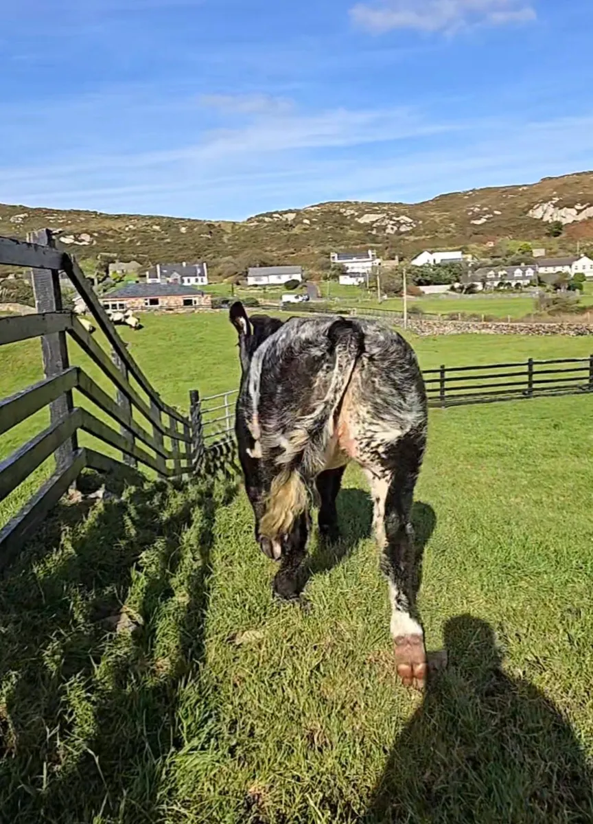 ⭐️Serious BBX Heifer Calf⭐️ - Image 3