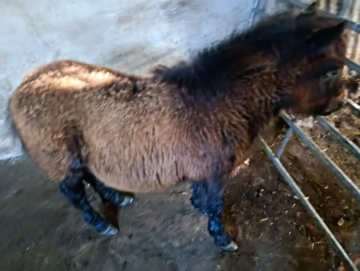 Shetland Pony - Image 1