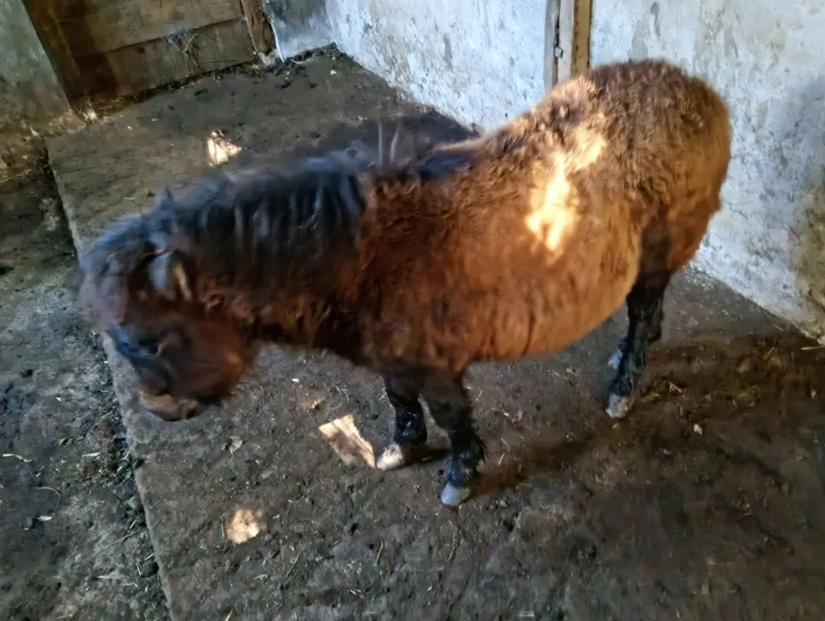 Shetland Pony - Image 2