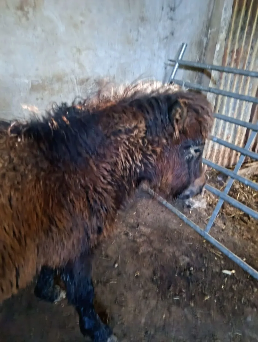 Shetland Pony - Image 3