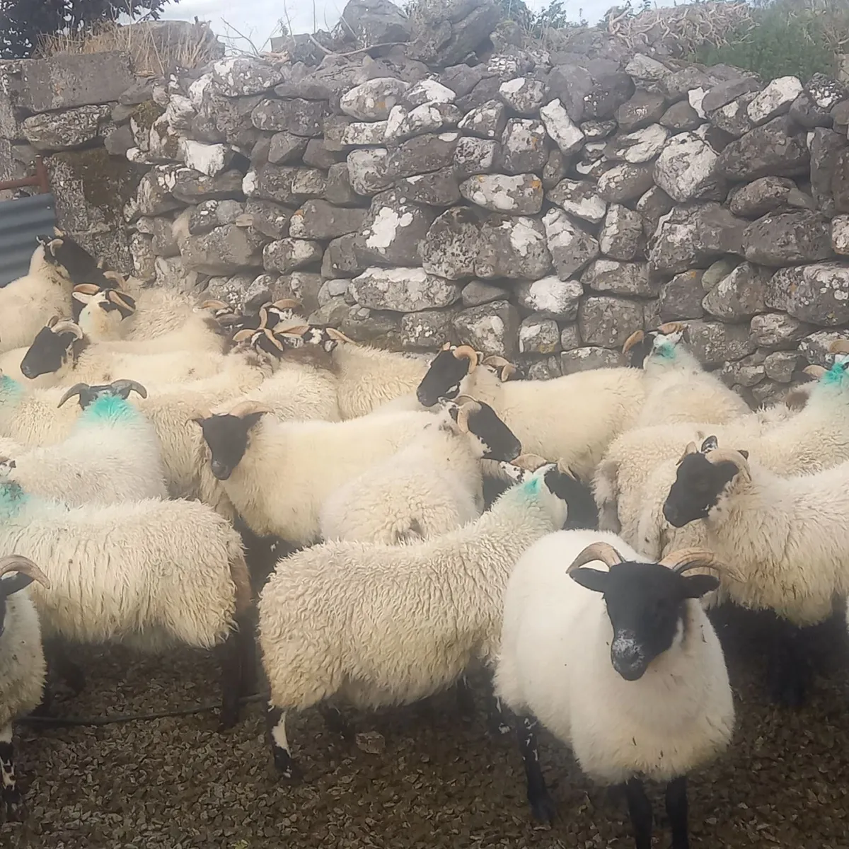Sheep - Image 1