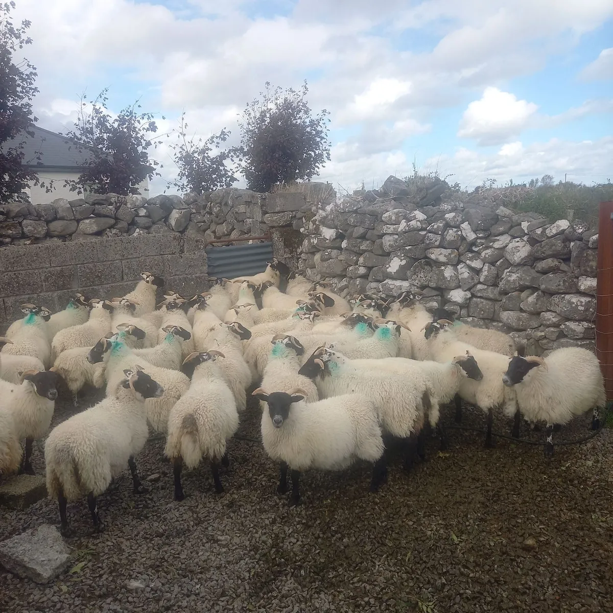 Sheep - Image 2