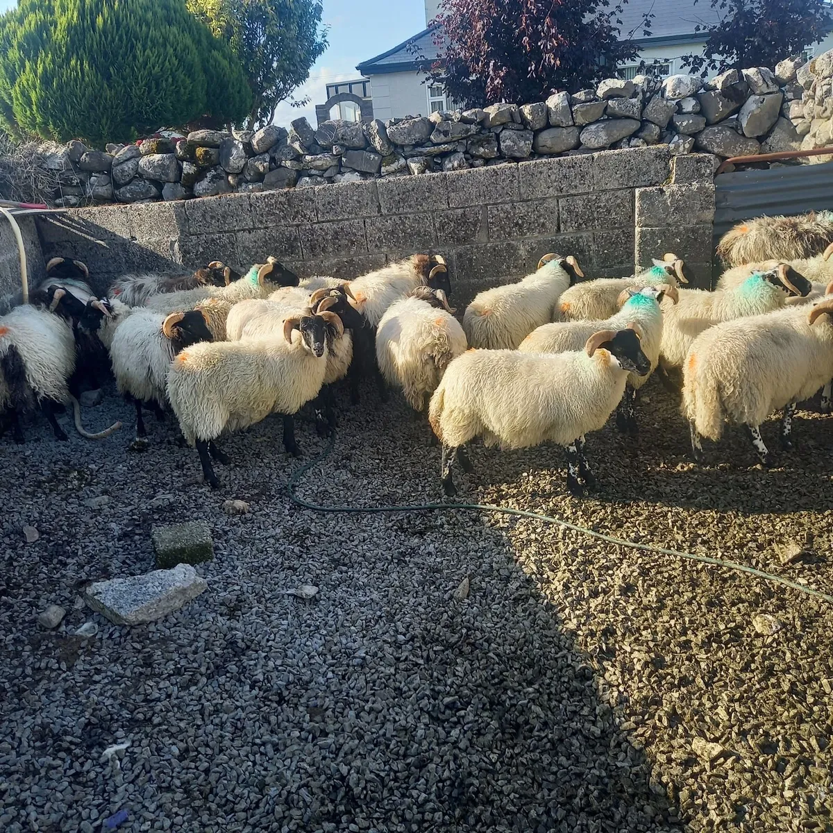 Sheep - Image 3