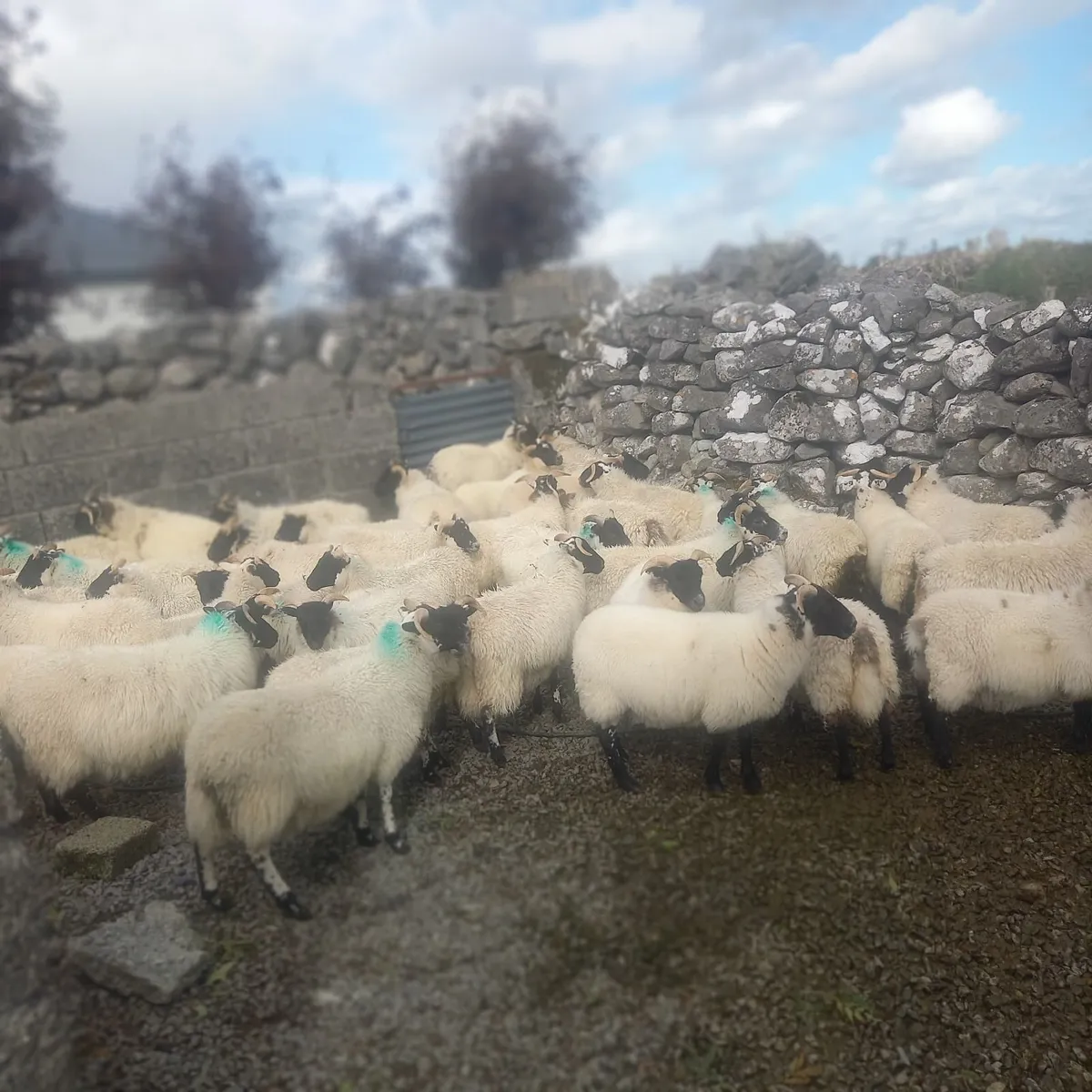 Sheep - Image 4