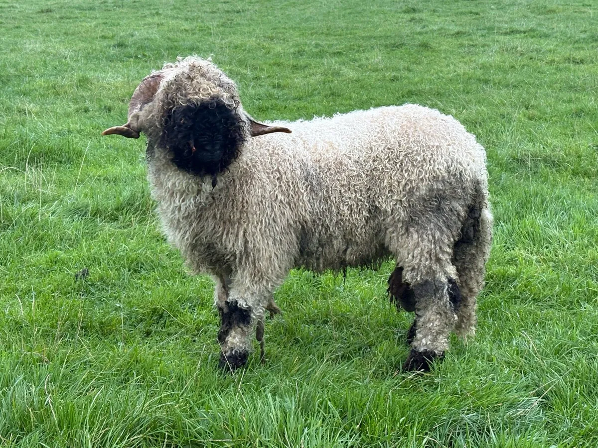 Valais Blacknose Ram - Image 4
