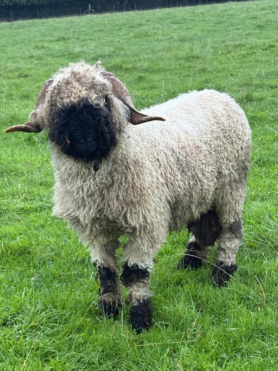 Valais Blacknose Ram - Image 1