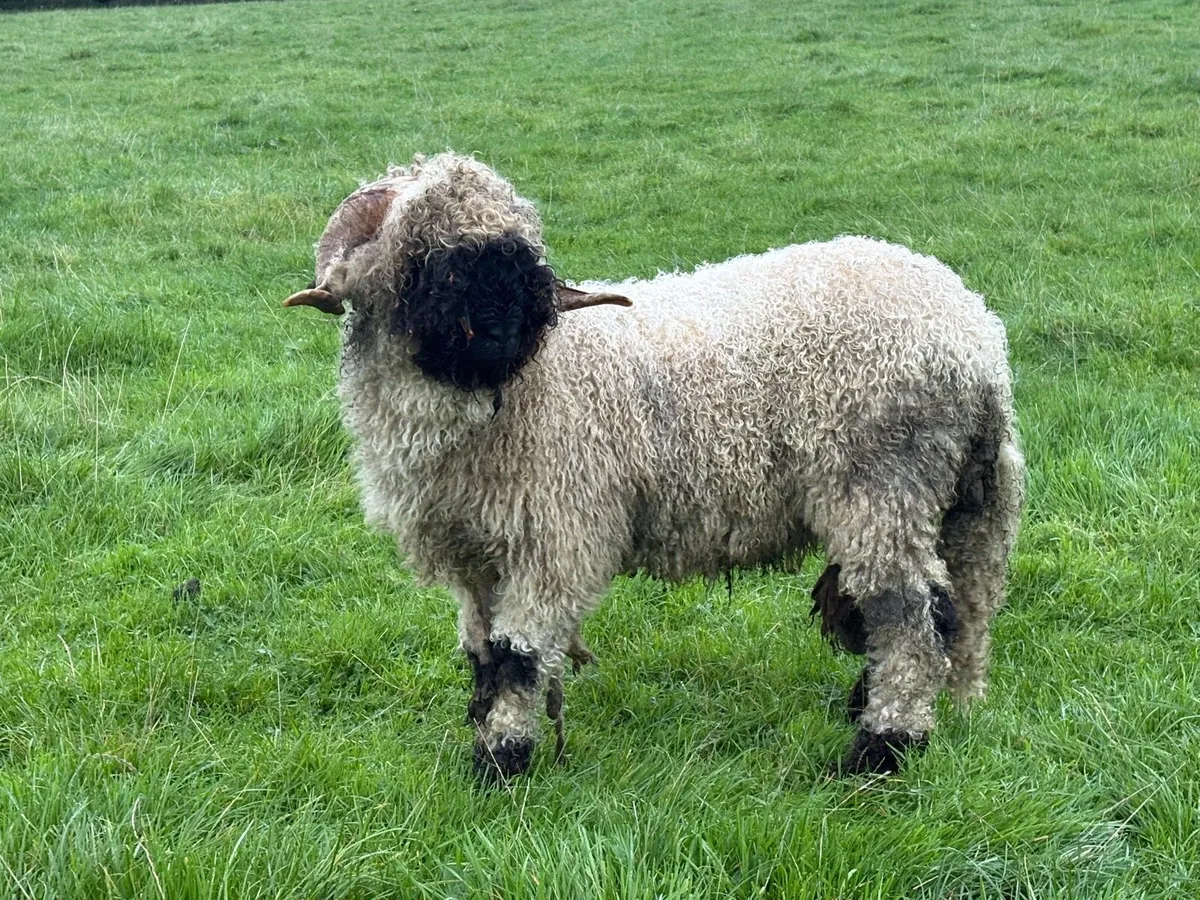 Valais Blacknose Ram - Image 3