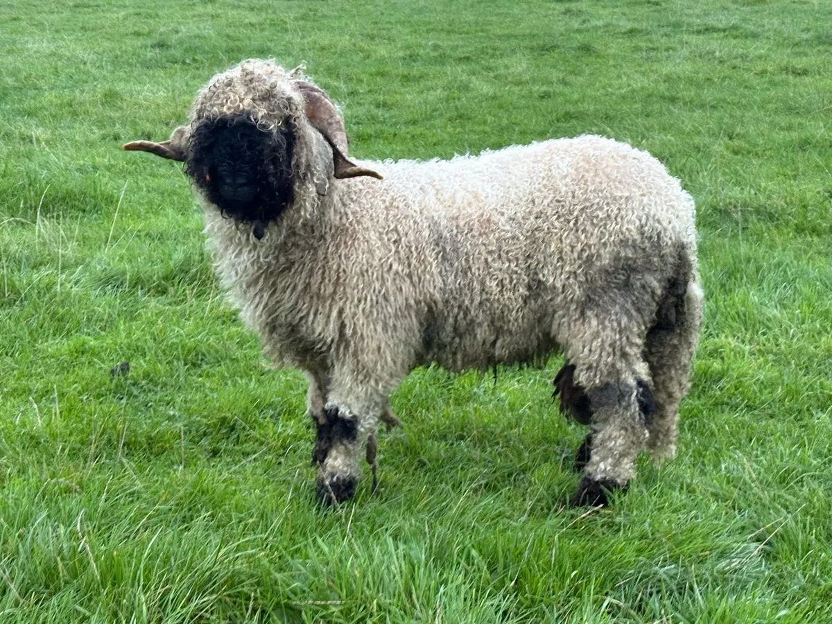 Valais Blacknose Ram - Image 2