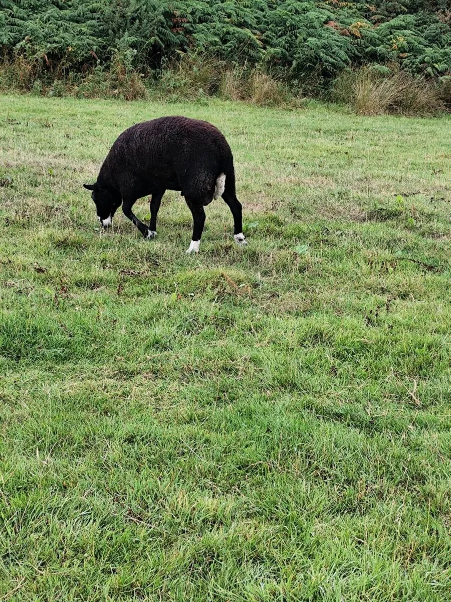 Zwartable ram - Image 2