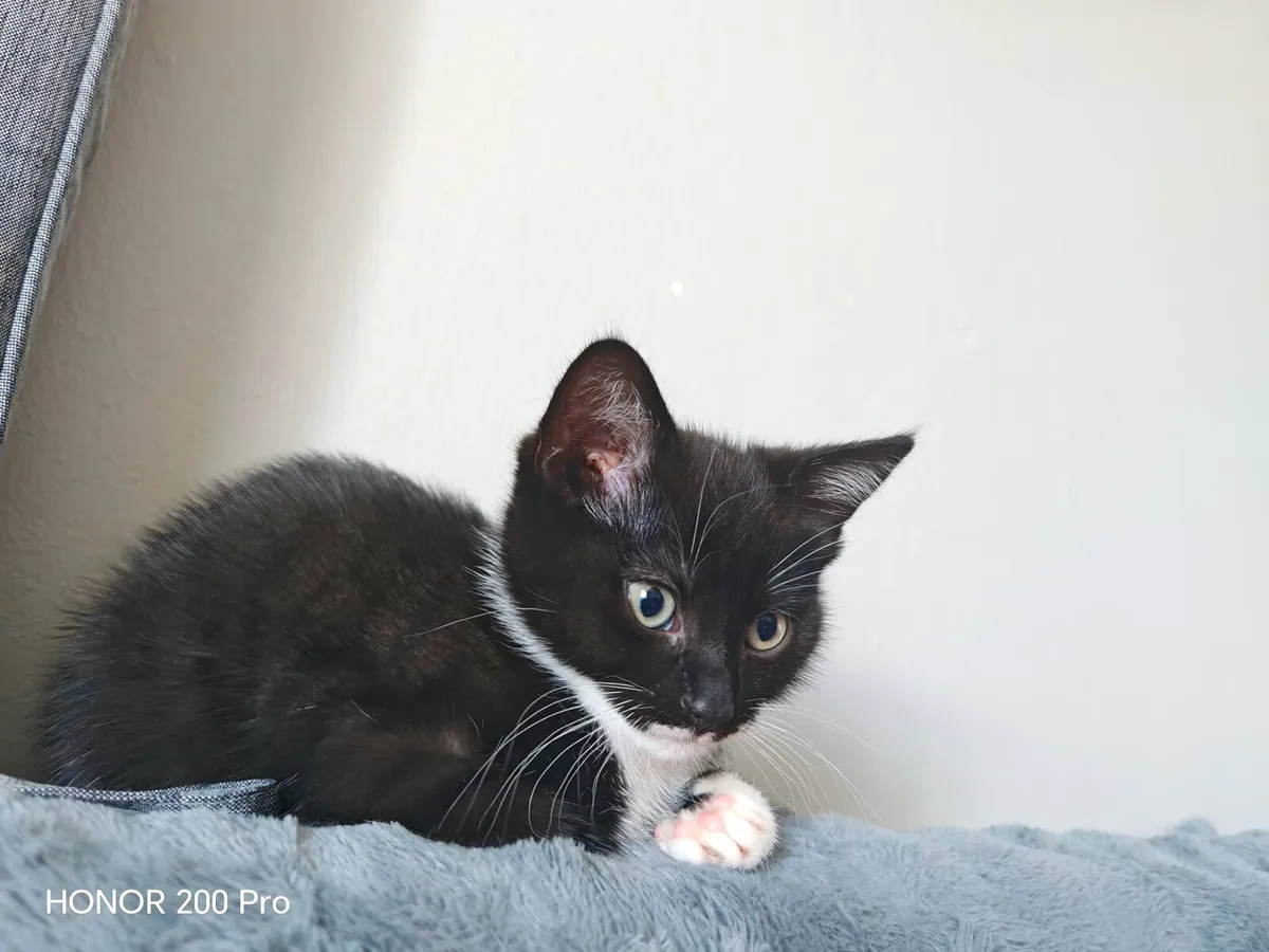 Kitten - Image 2