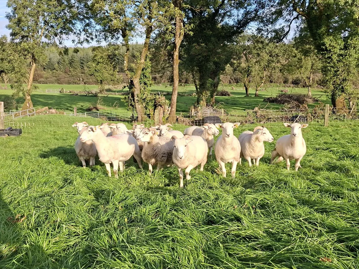 Ewe Lambs - Image 2