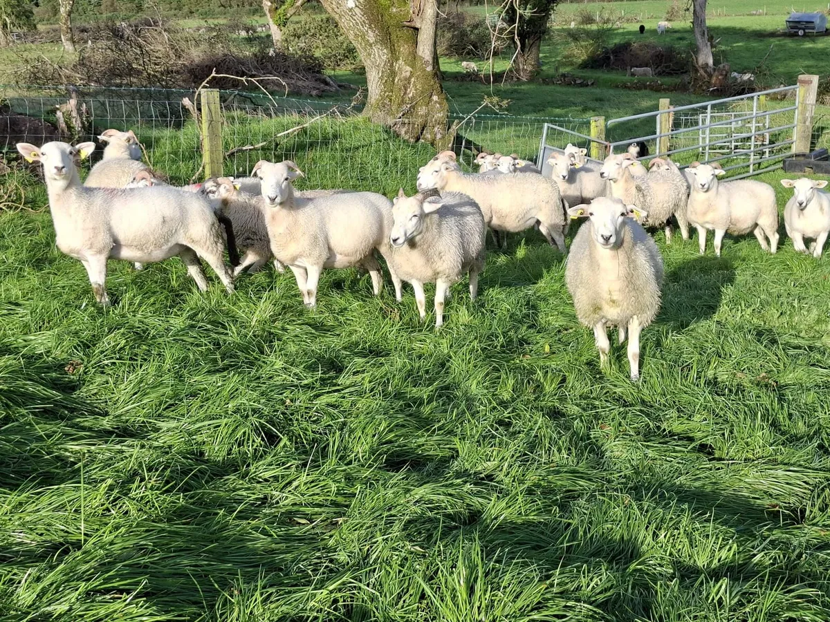 Ewe Lambs - Image 3