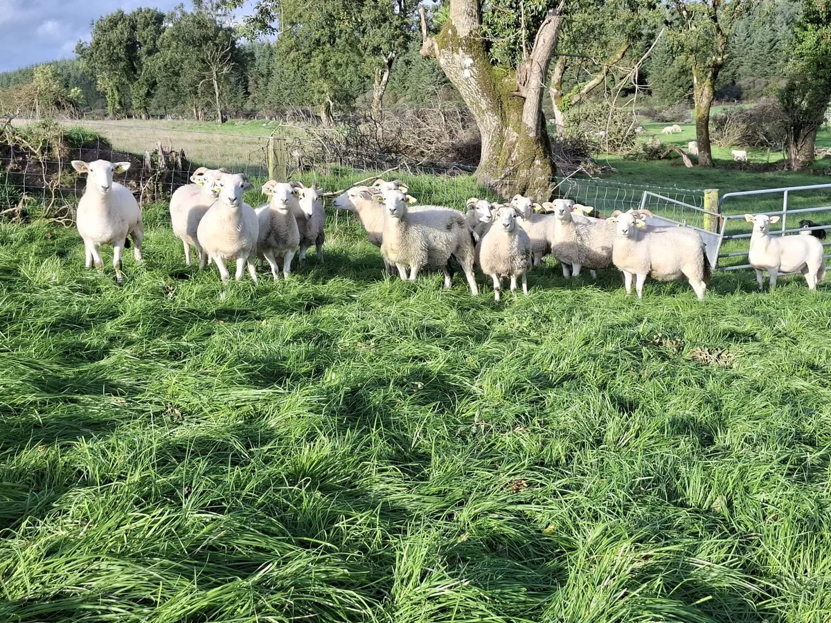 Ewe Lambs - Image 4