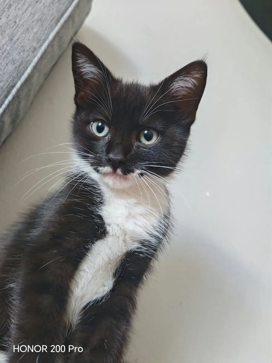 Kitten - Image 3