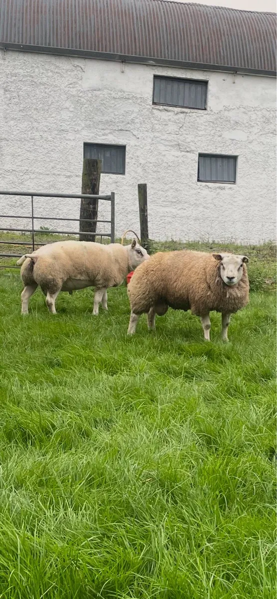 PB Beltex & Rouge Rams - Image 1