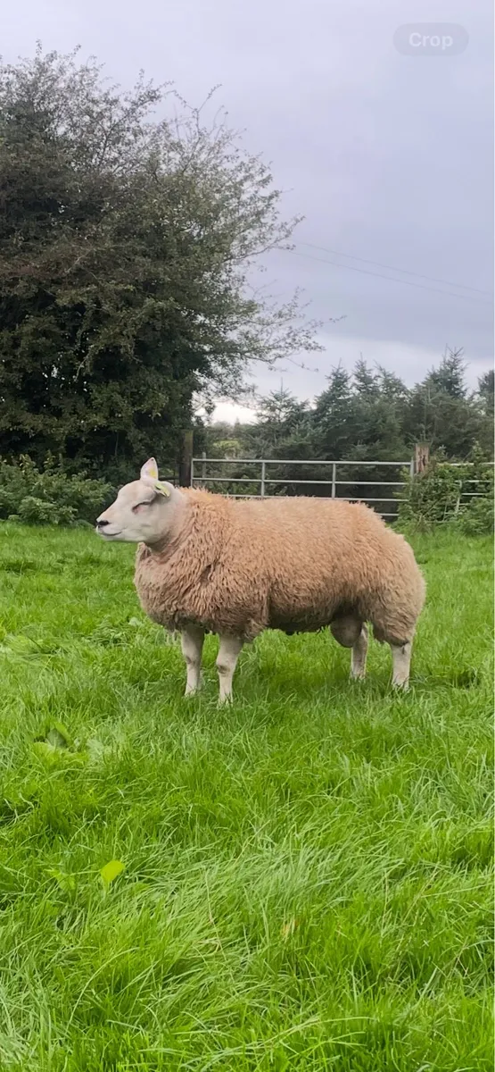 PB Beltex & Rouge Rams - Image 2