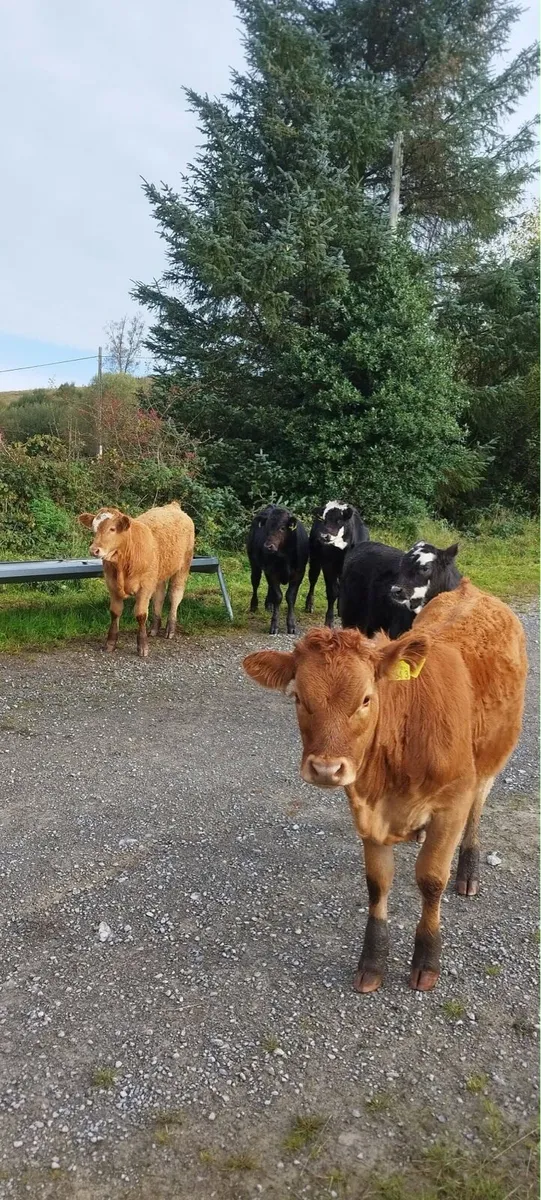 Weanlings - Image 3