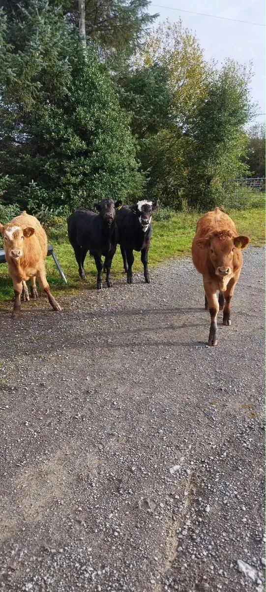 Weanlings - Image 4