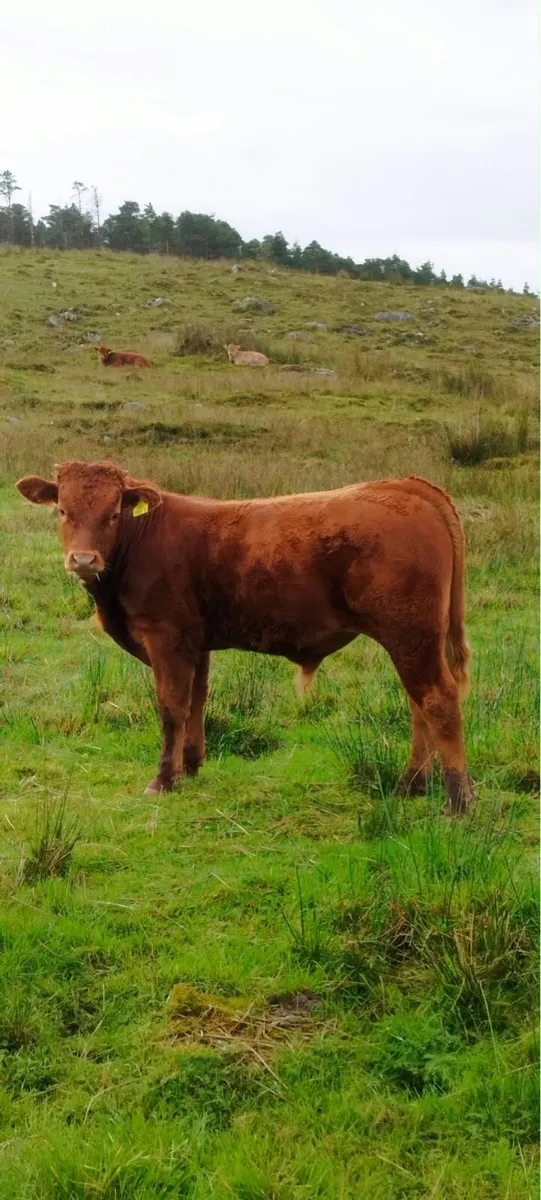 Weanlings - Image 1