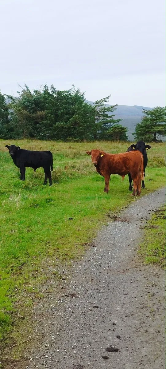 Weanlings - Image 2