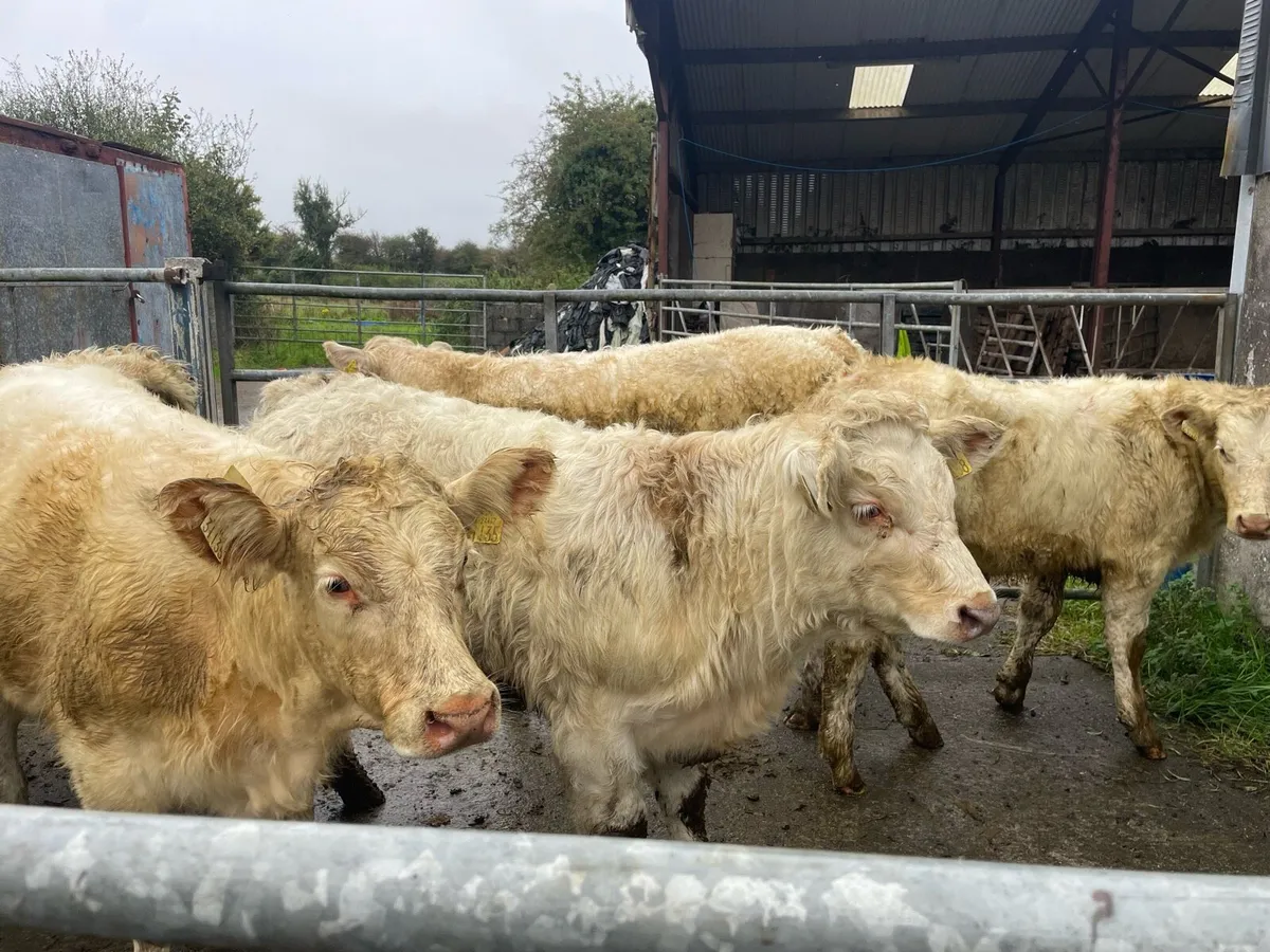 Super Charolais Heifer  Weanlings - Image 4