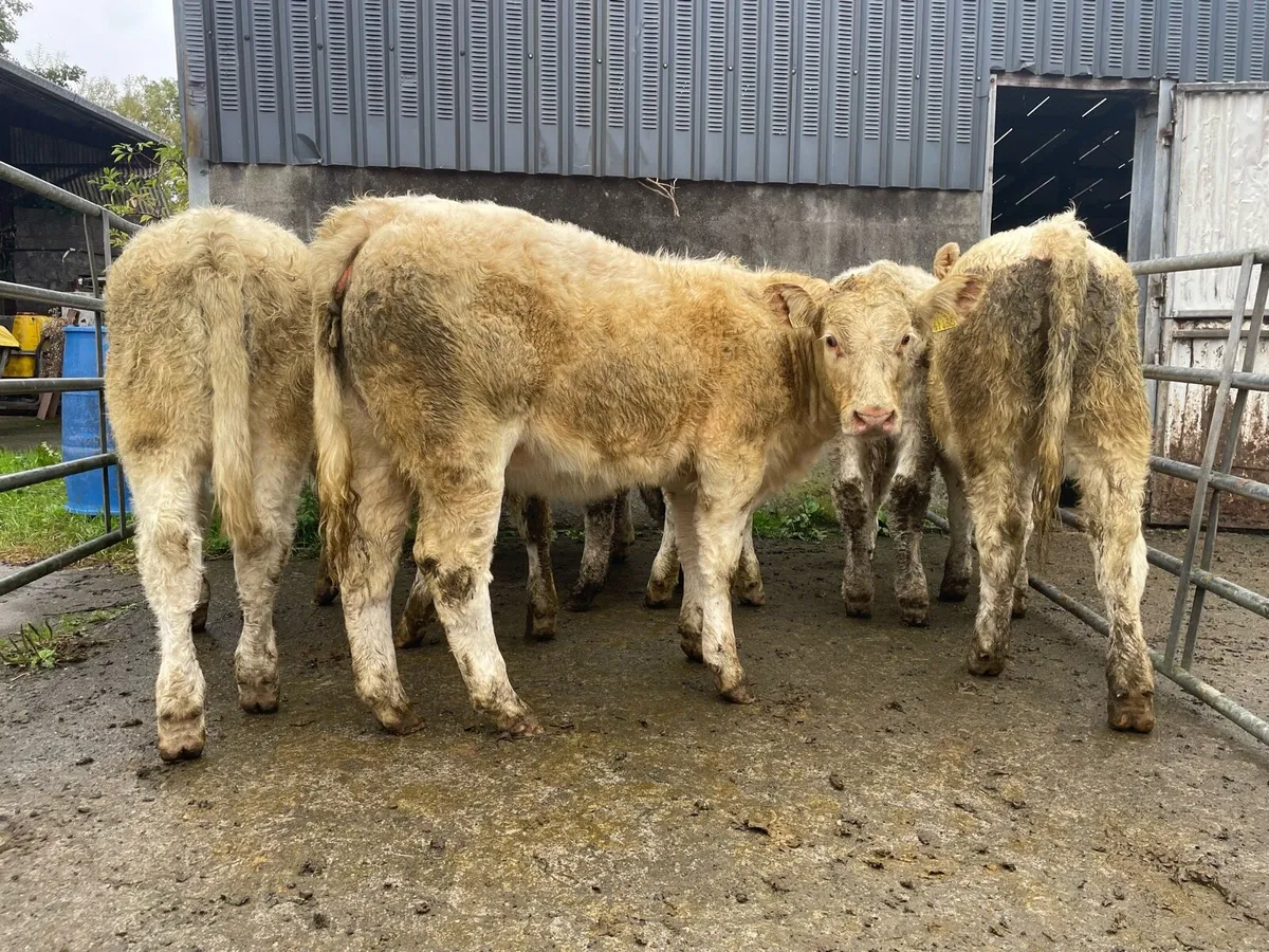 Super Charolais Heifer  Weanlings - Image 1