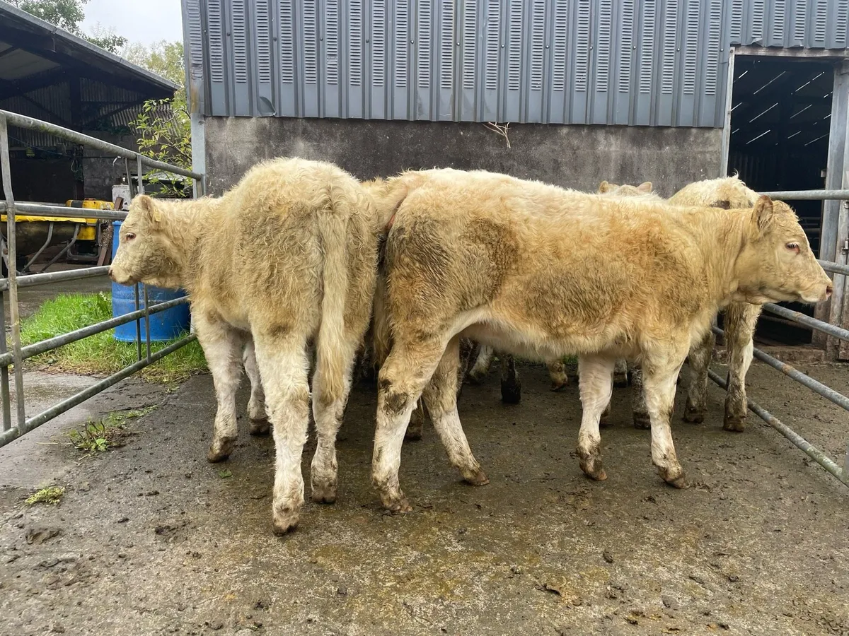Super Charolais Heifer  Weanlings - Image 2