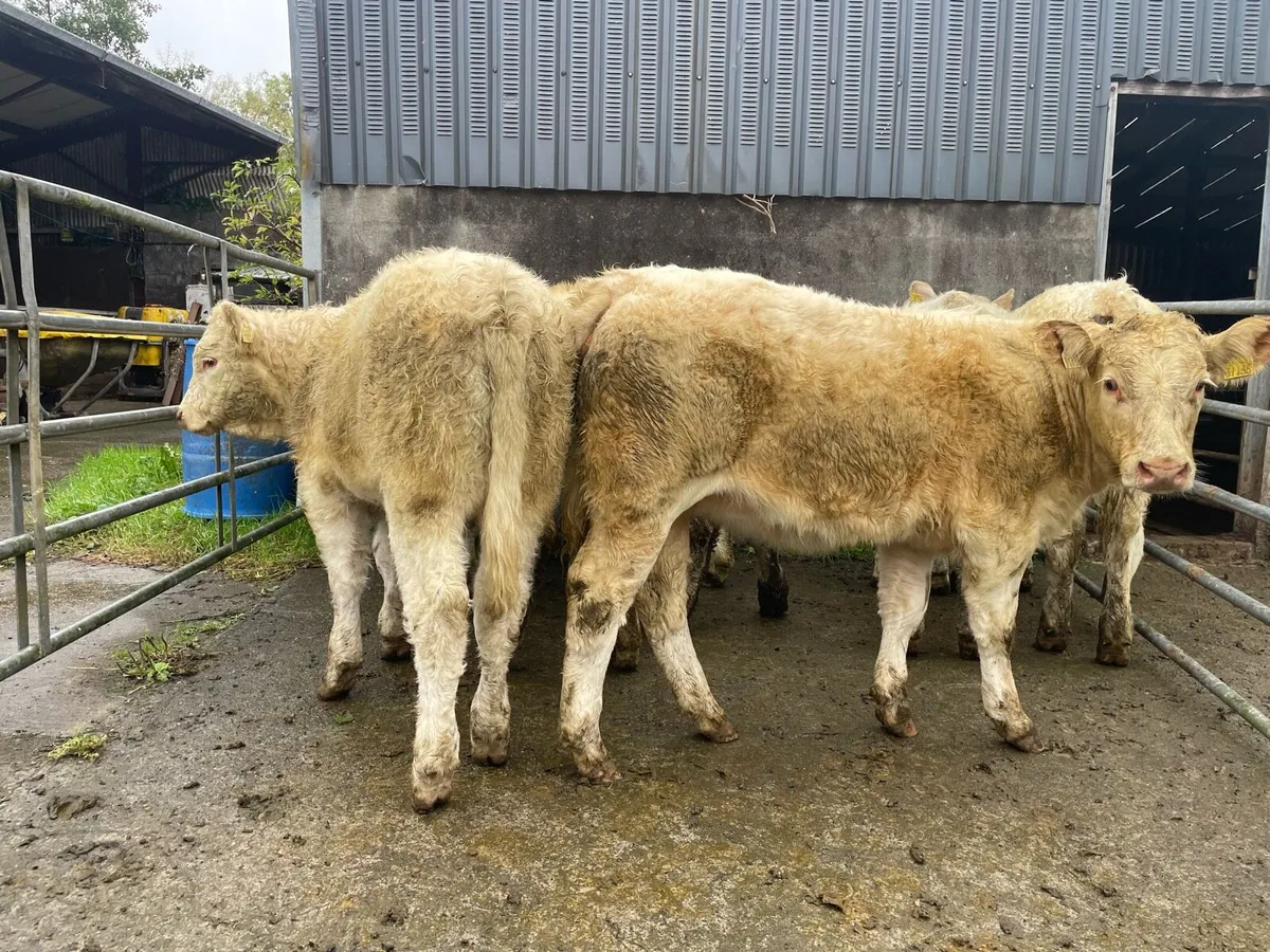 Super Charolais Heifer  Weanlings - Image 3