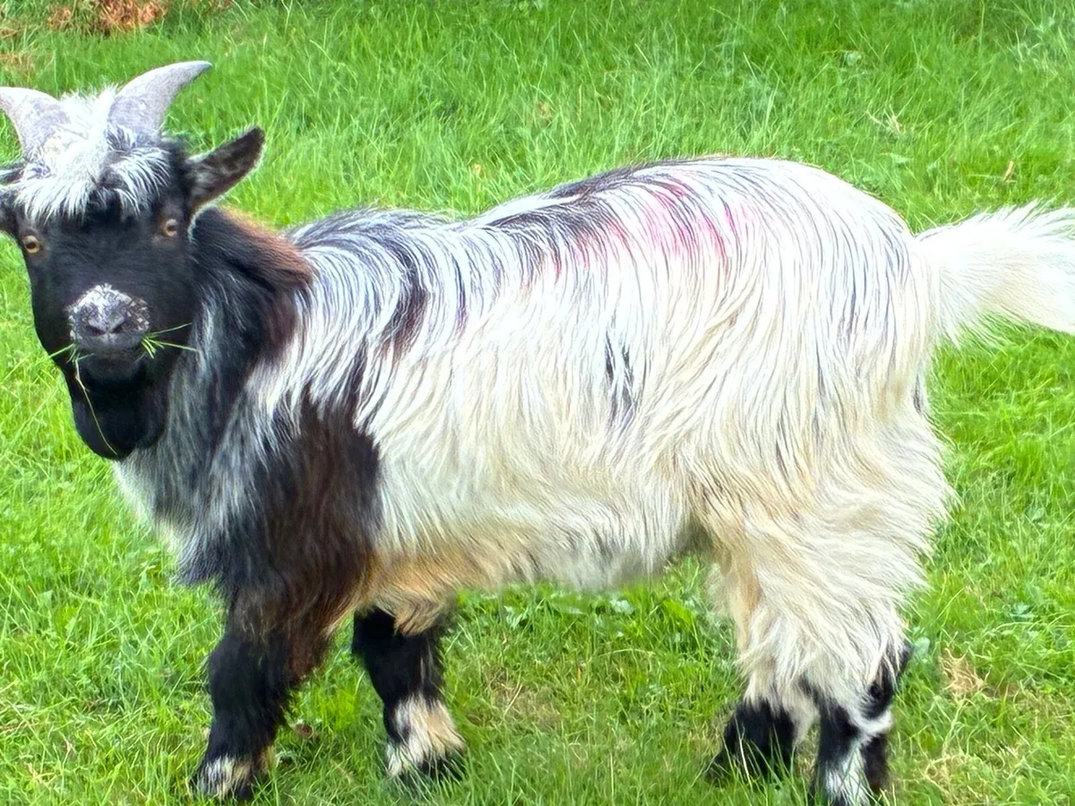 Pygmy goat - Image 2
