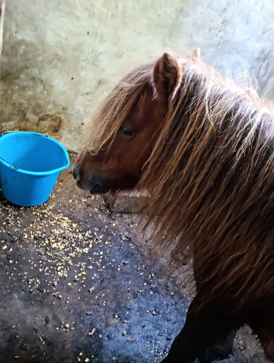 Shetland Pony - Image 4