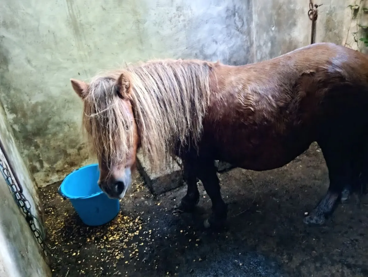 Shetland Pony - Image 2
