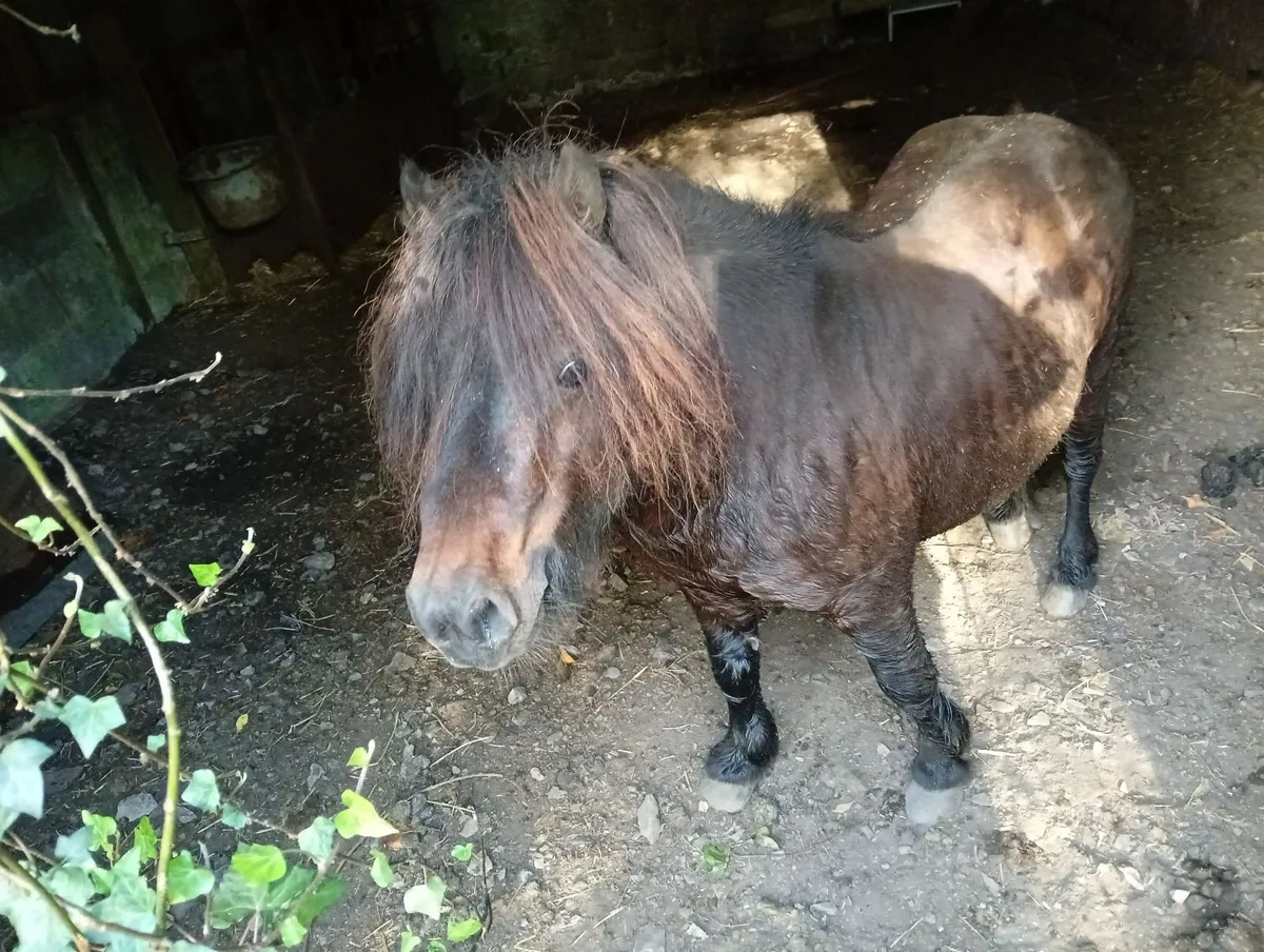 Shetland Pony - Image 4