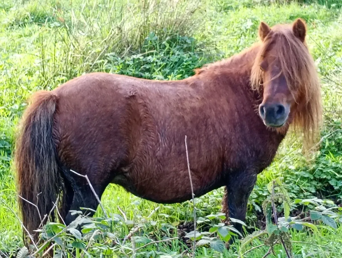 Shetland Pony - Image 3