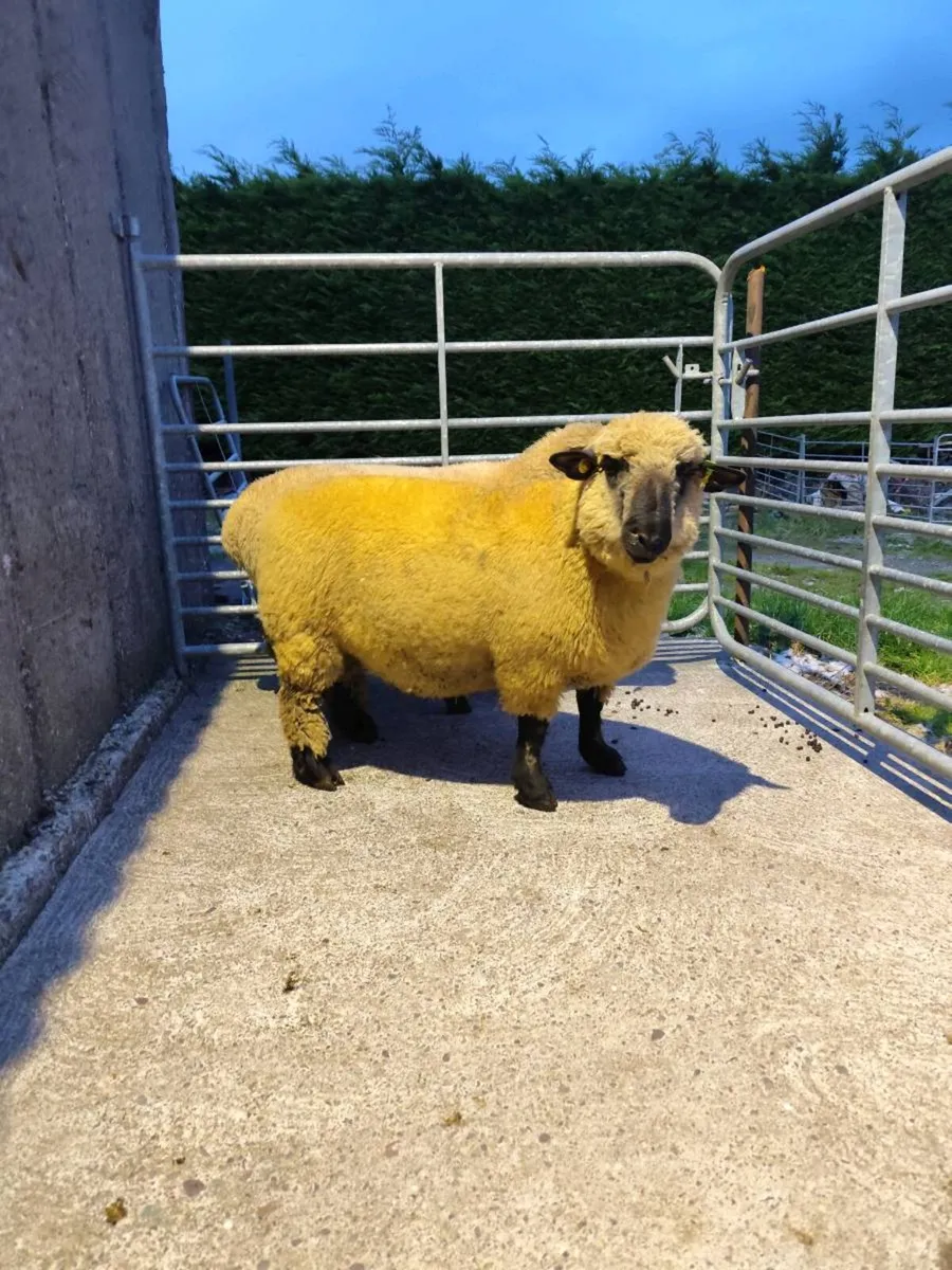 Hampshire down ram lambs - Image 1