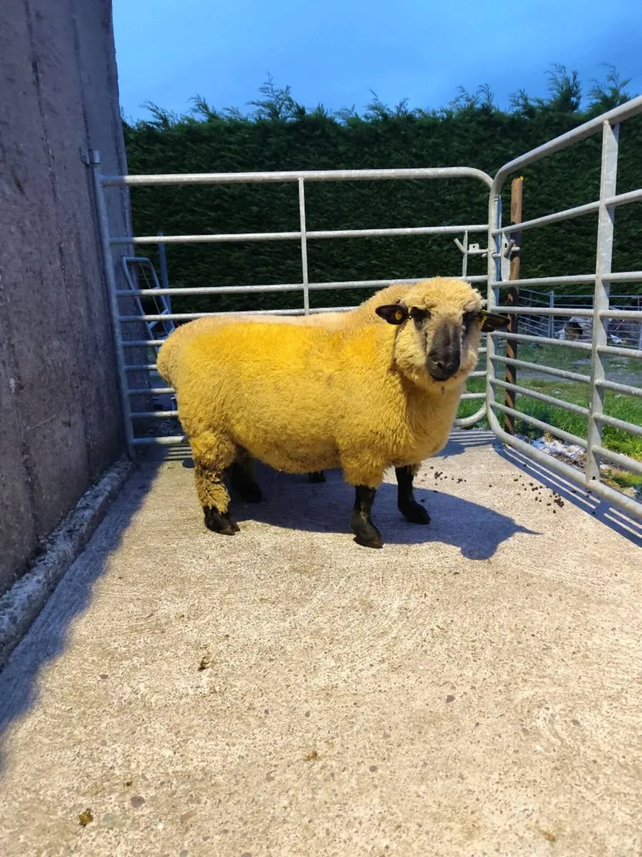 Hampshire down ram lambs - Image 2
