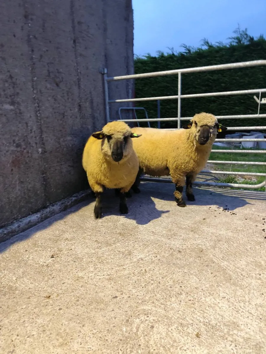 Hampshire down ram lambs - Image 3
