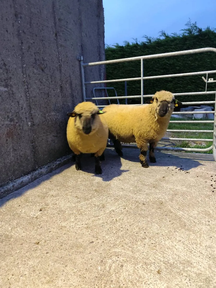 Hampshire down ram lambs - Image 4